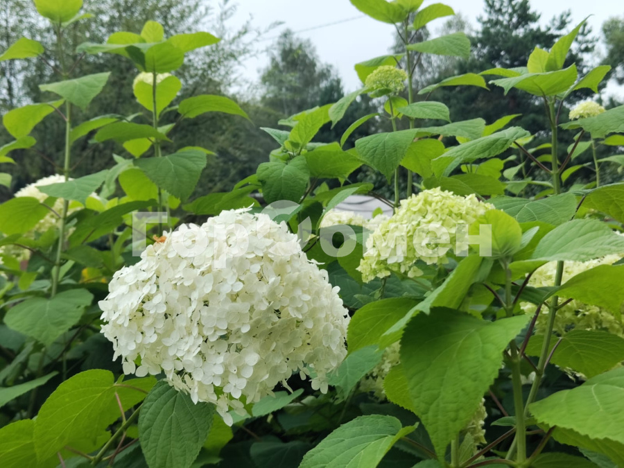 Продажа дома, 133м <sup>2</sup>, 36 сот., Пирогово, Россия,   Заокский район