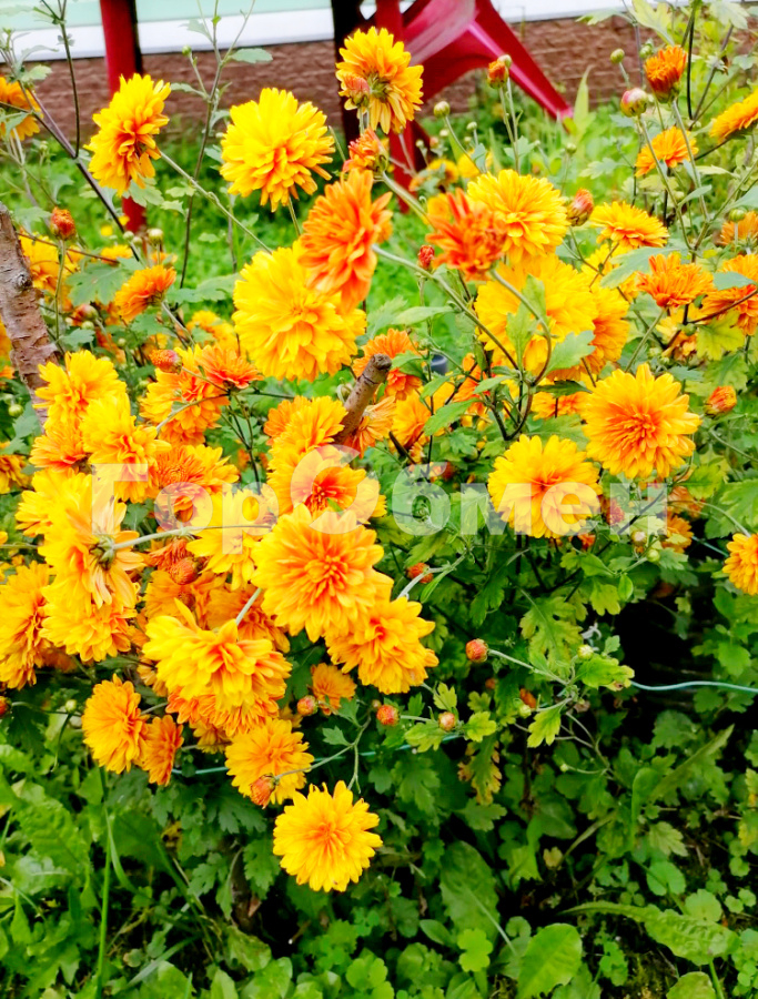 Продажа участка, Заря, Россия,   Орехово-Зуевский городской округ