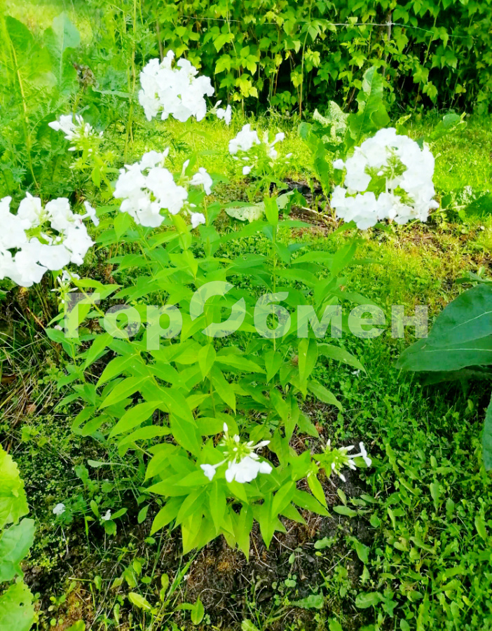 Продажа участка, Заря, Россия,   Орехово-Зуевский городской округ