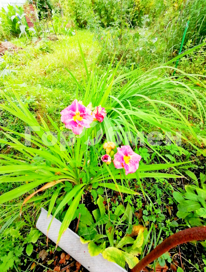 Продажа участка, Заря, Россия,   Орехово-Зуевский городской округ