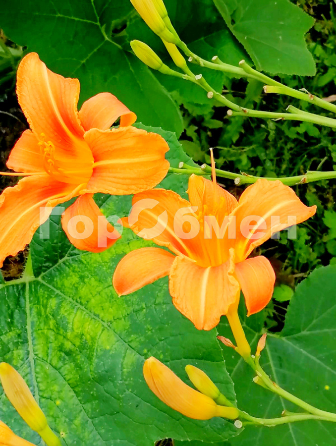 Продажа участка, Заря, Россия,   Орехово-Зуевский городской округ