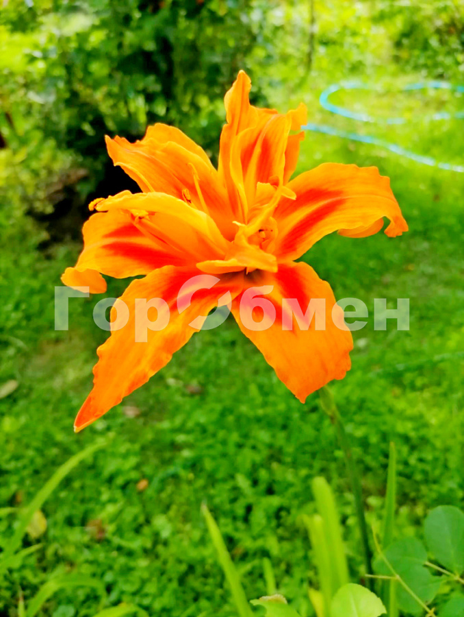 Продажа участка, Заря, Россия,   Орехово-Зуевский городской округ