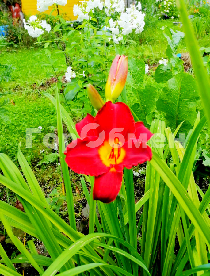 Продажа участка, Заря, Россия,   Орехово-Зуевский городской округ